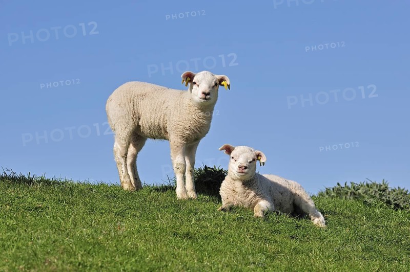 Two white domestic Texel sheep