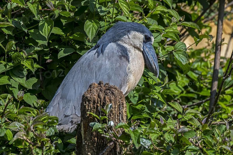 Boat-billed heron