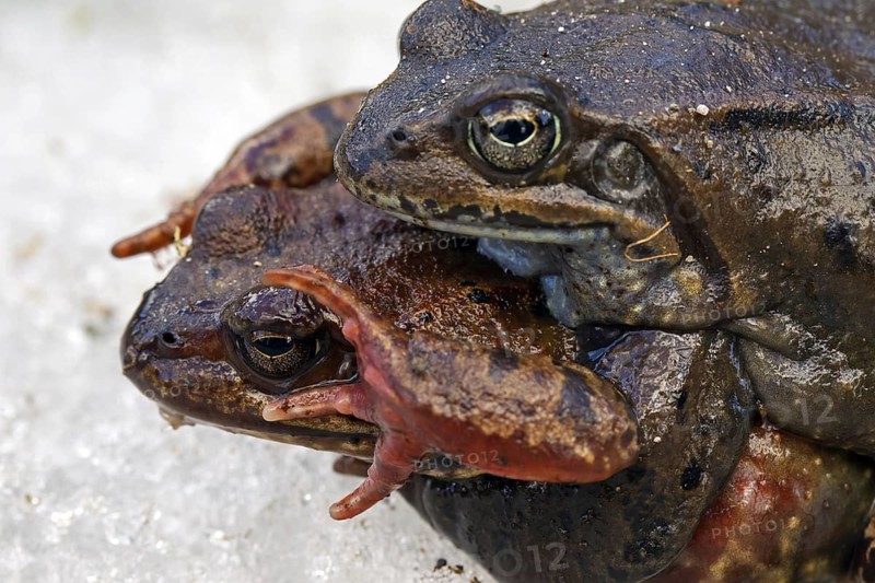 European common brown frogs