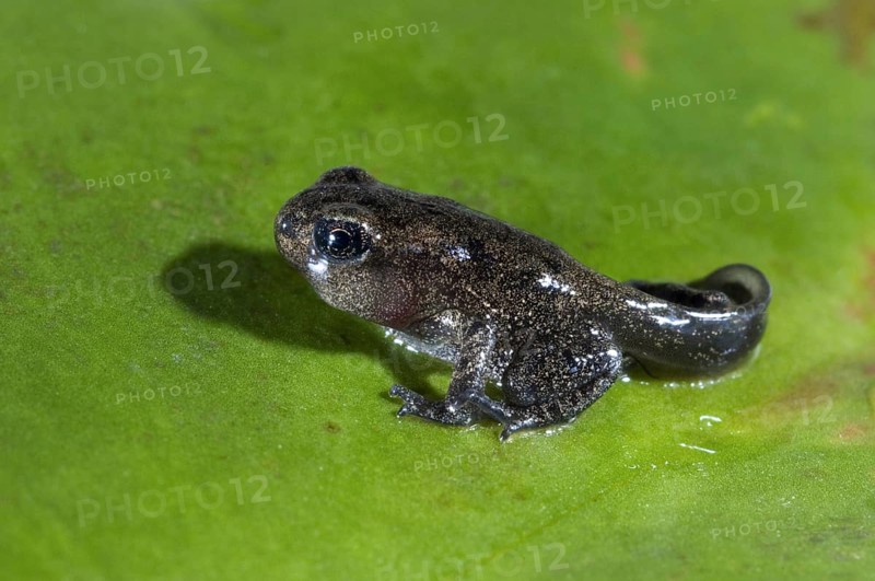Common frog