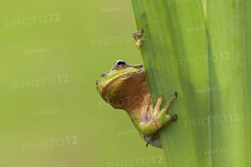European tree frog