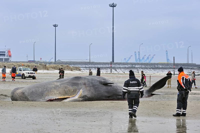 Stranded sperm whale