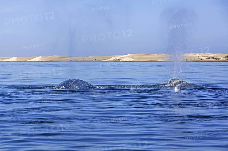 Two Pacific gray