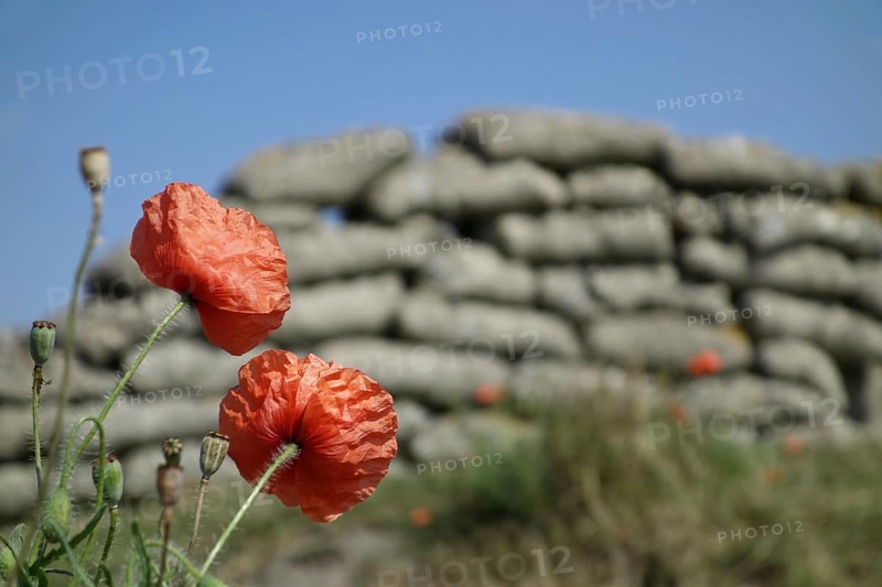 Poppies growing on sandbags at the Dodengang