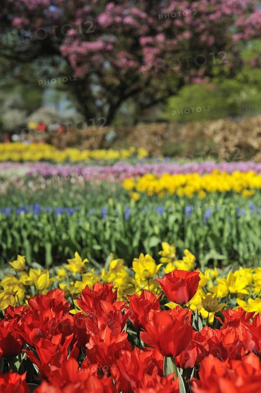 Colourful tulips