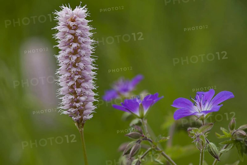 Common bistort