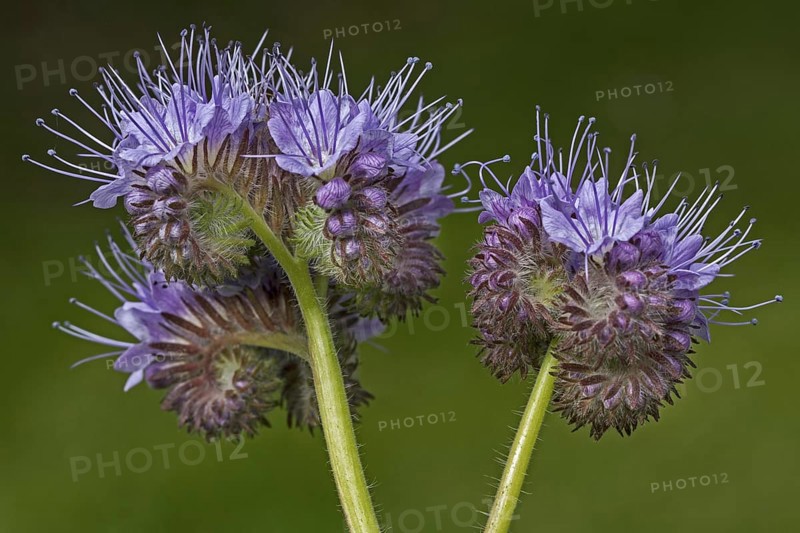 Lacy phacelia