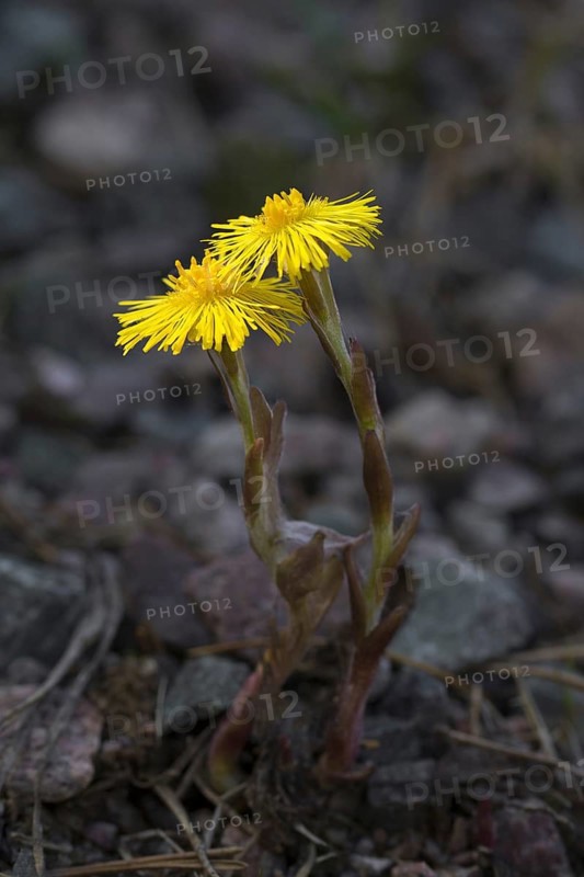 Coltsfoot