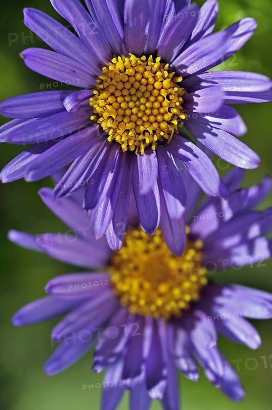 Alpine aster
