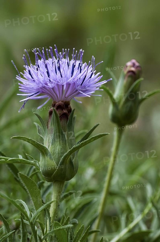 Distaff thistle