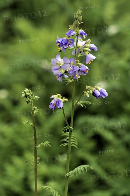 Jacob's ladder
