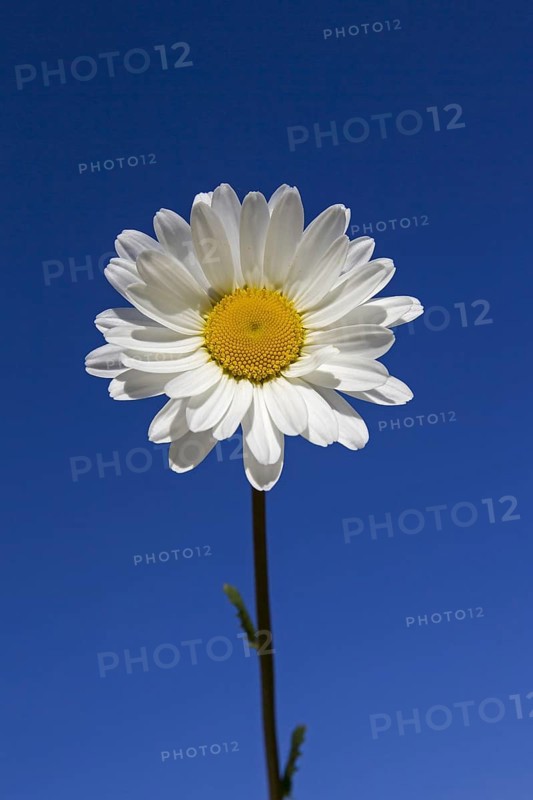 Ox-eye daisy