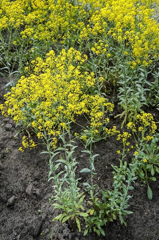 Dyer's woad