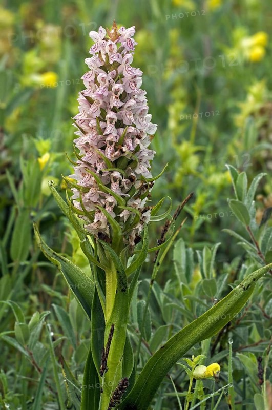 Early marsh-orchid