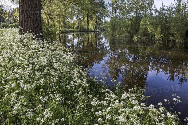 Cow parsley