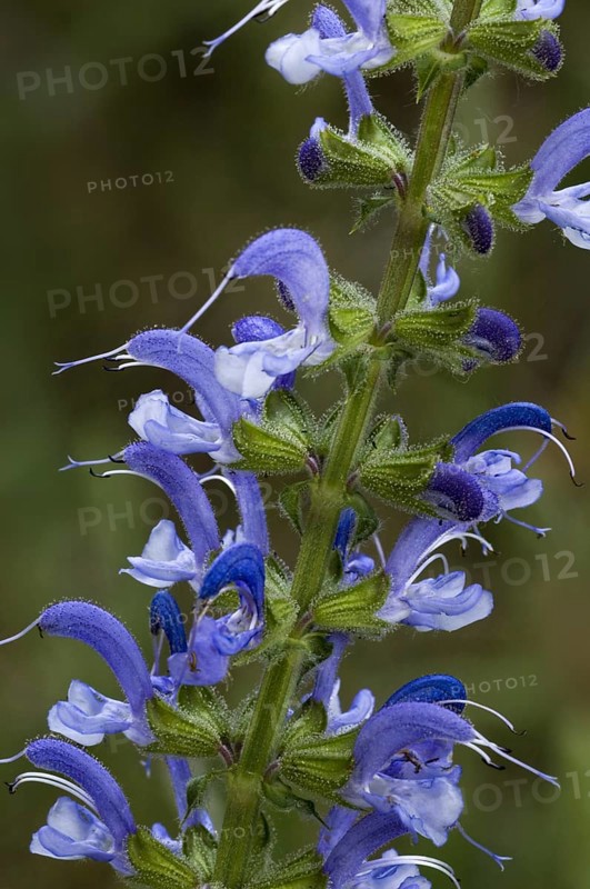 Meadow clary