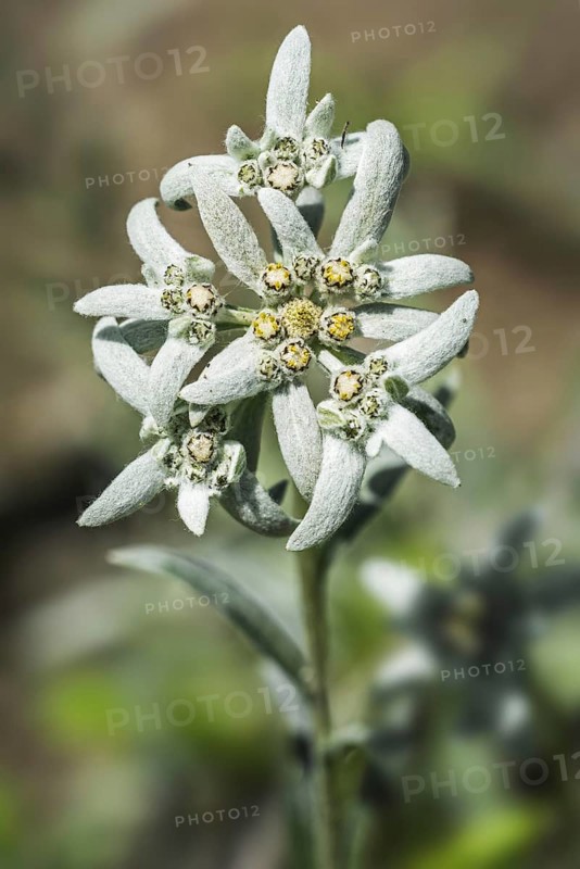 Edelweiss
