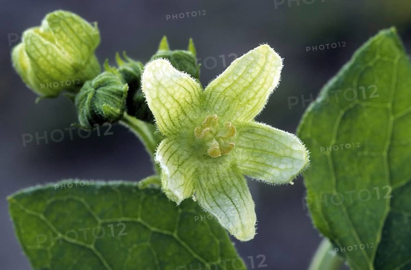 Red bryony