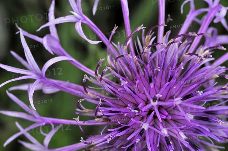 Greater knapweed