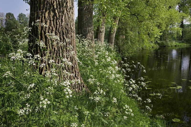 Cow parsley