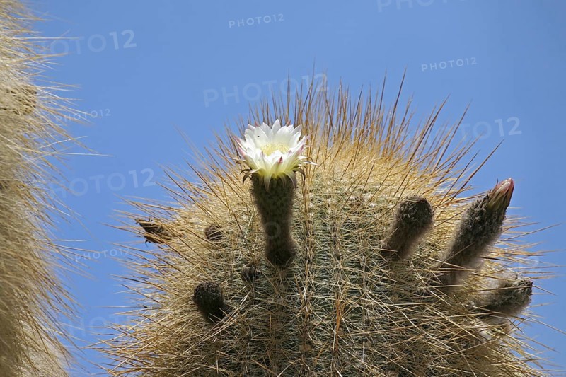 Cactus