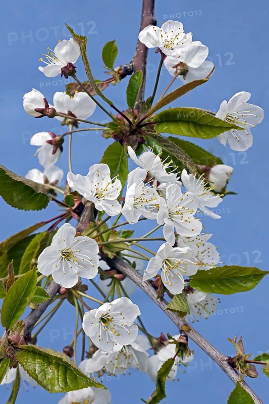 Wild cherry