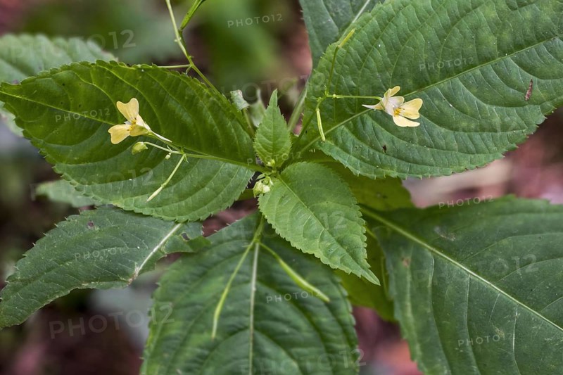 Small balsam