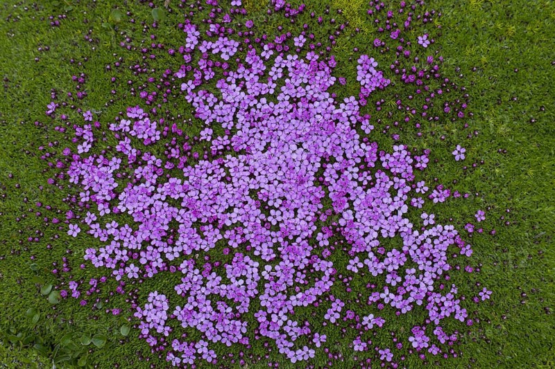 Moss campion