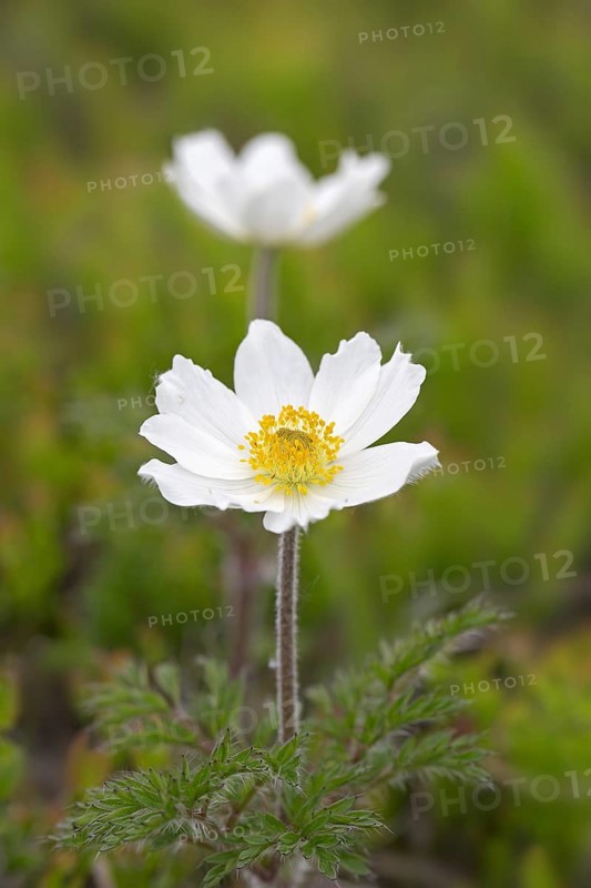 Alpine pasqueflowers