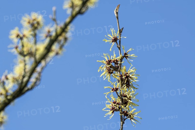 Hybrid witch hazel