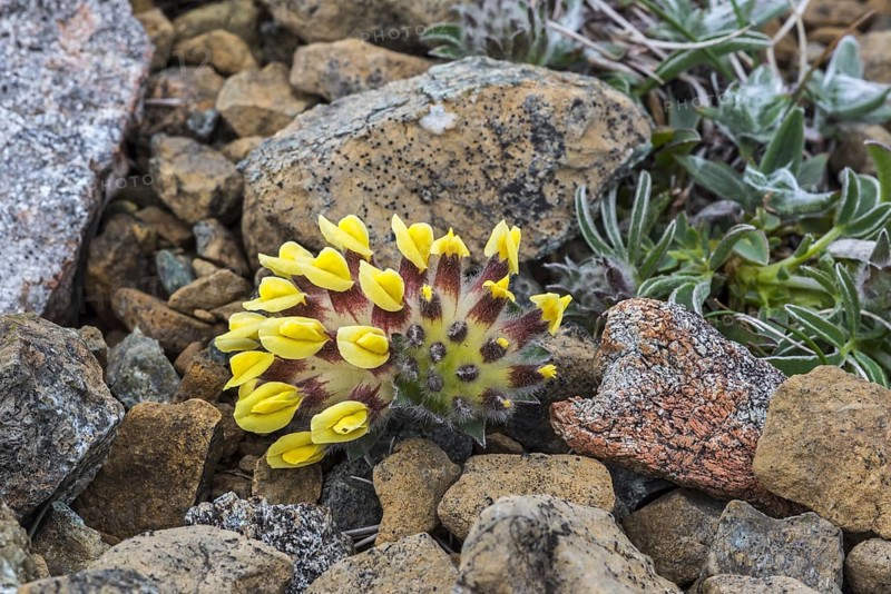 Kidney vetch