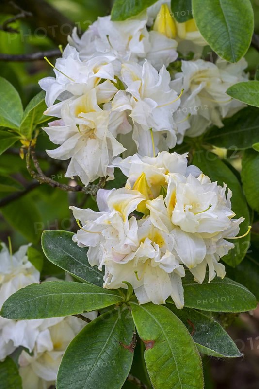 Azalea Chelsea Reach