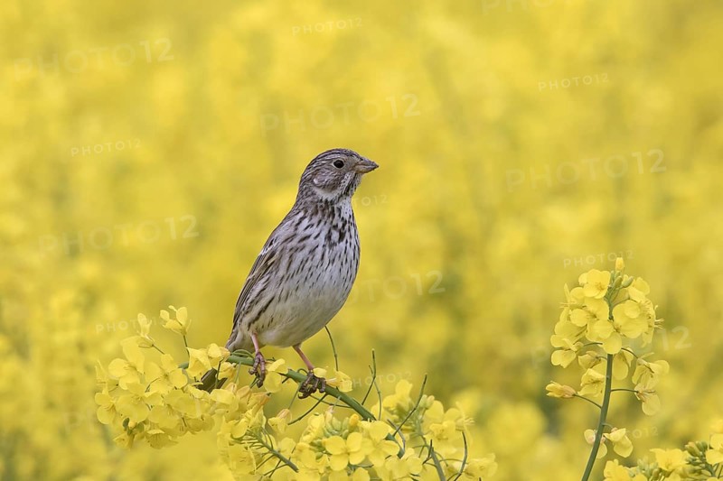 Corn bunting