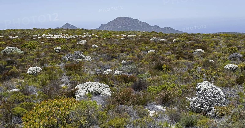 Fynbos vegetation and flowers at the Cape of Good Hope section of Table Mountain National Park