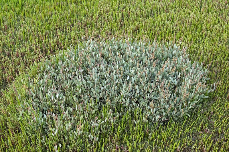 Sea purslane