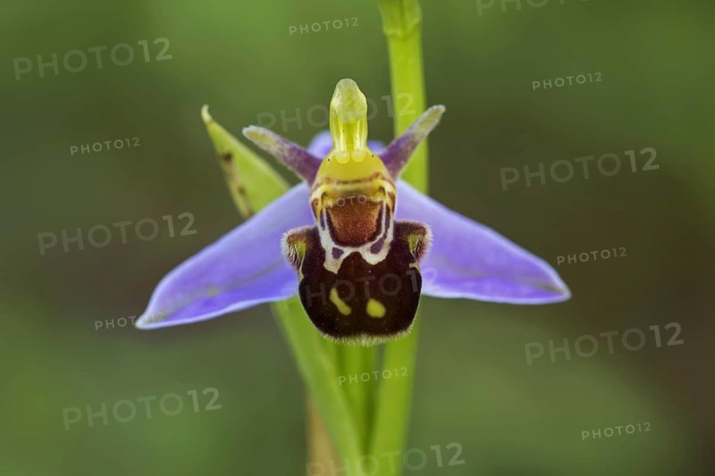 Bee orchid