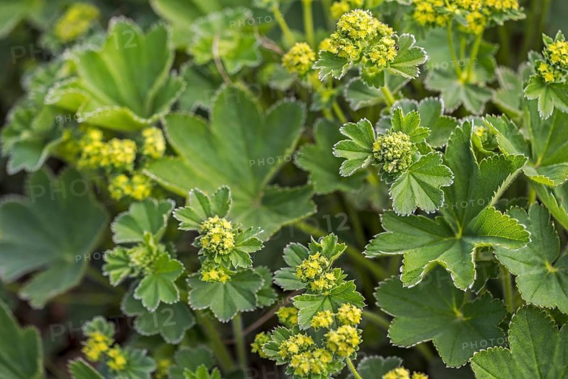 Lady's Mantle