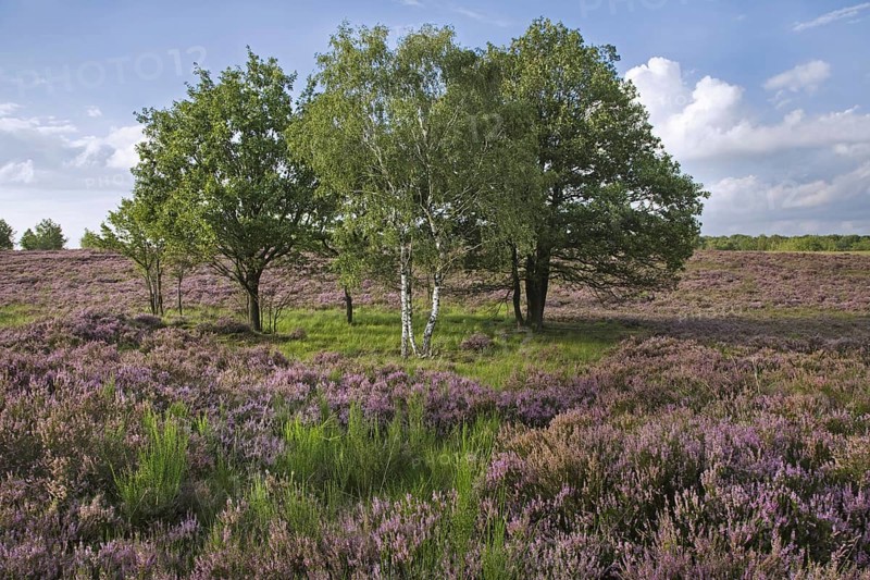 Heather flowering in heathland at the Hoge Kempen National Park