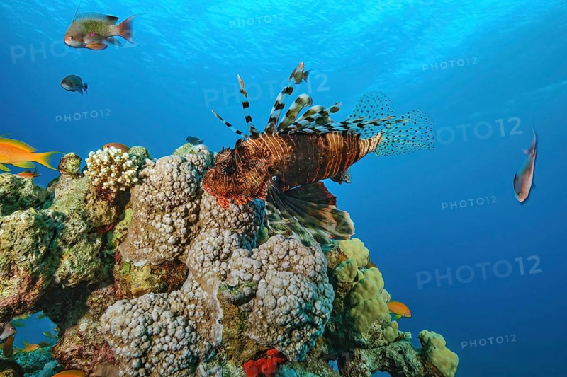 Common lionfish