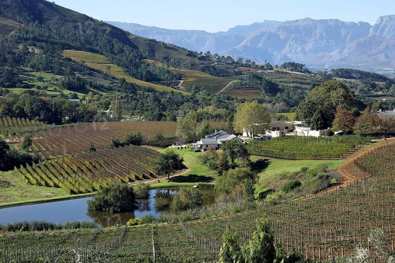 Vineyard on the outskirts of Stellenbosch