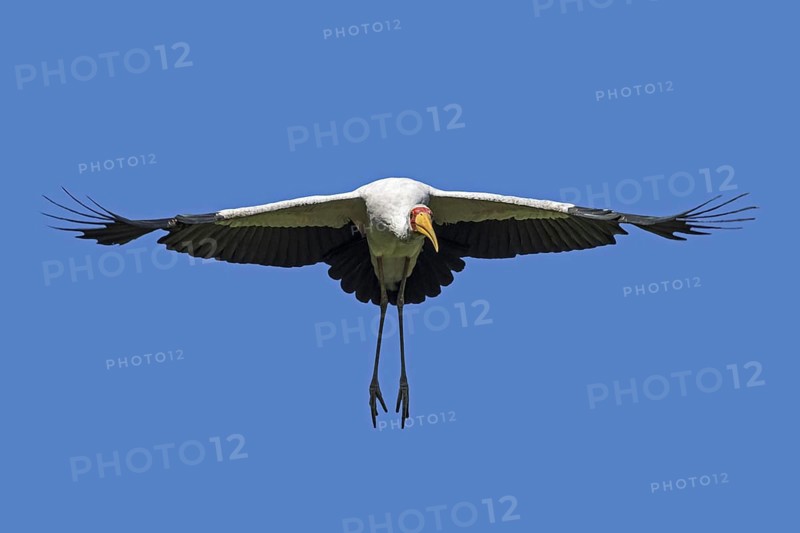 Yellow-billed stork