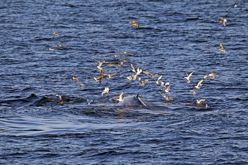 Seagulls swarming over surfacing blue whale