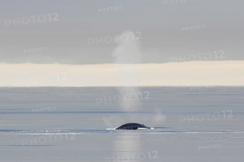 Blow through blowhole of blue whale