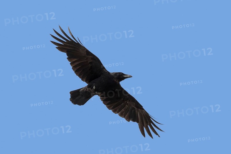 Carrion crow