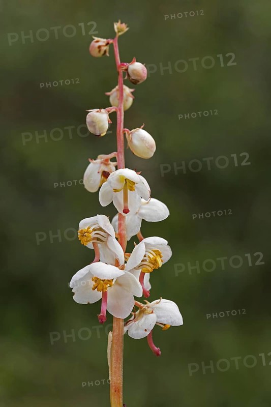 Round-leaved wintergreen