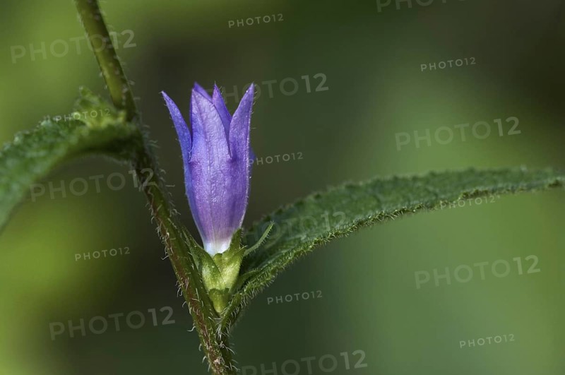 Clustered bellflower