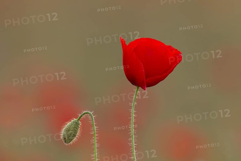 Common poppy