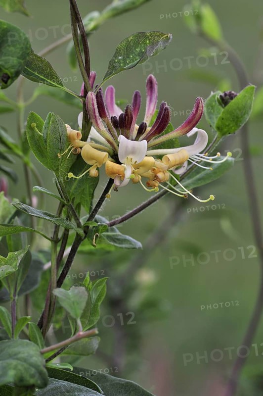 Common Honeysuckle