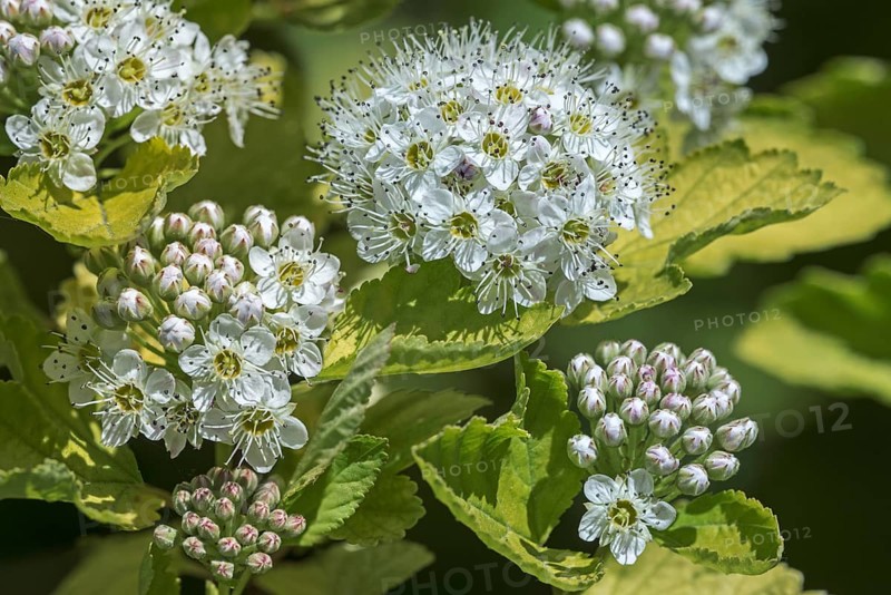 (Physocarpus) opulifolius Luteus, Physocarpus ribesifolius Aureus, ninebark Luteus, Golden ninebark, close up of white flowers in spring