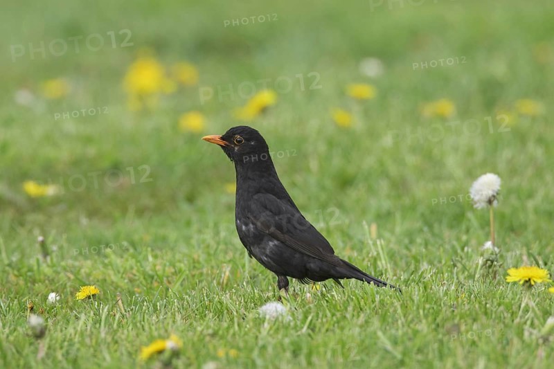 Eurasian blackbird